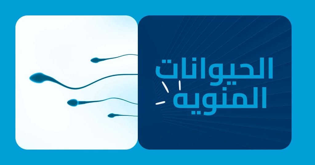 الحيوانات المنويه الدليل الشامل و كيفية تحسين صحتها